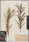 Foto von Salix eleagnos subsp. angustifolia (Cariot) Rech. f.